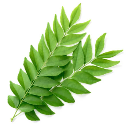 Frische Curry Leaves (Small Packet) (aus Srilanka)