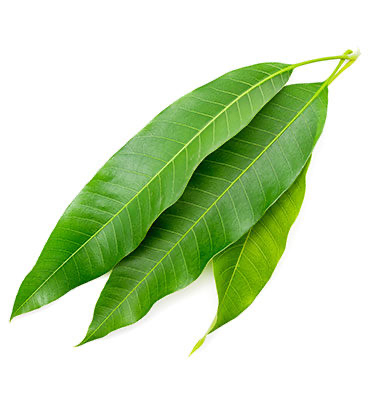 Frische Mango Leaves 1st (aus Indien)