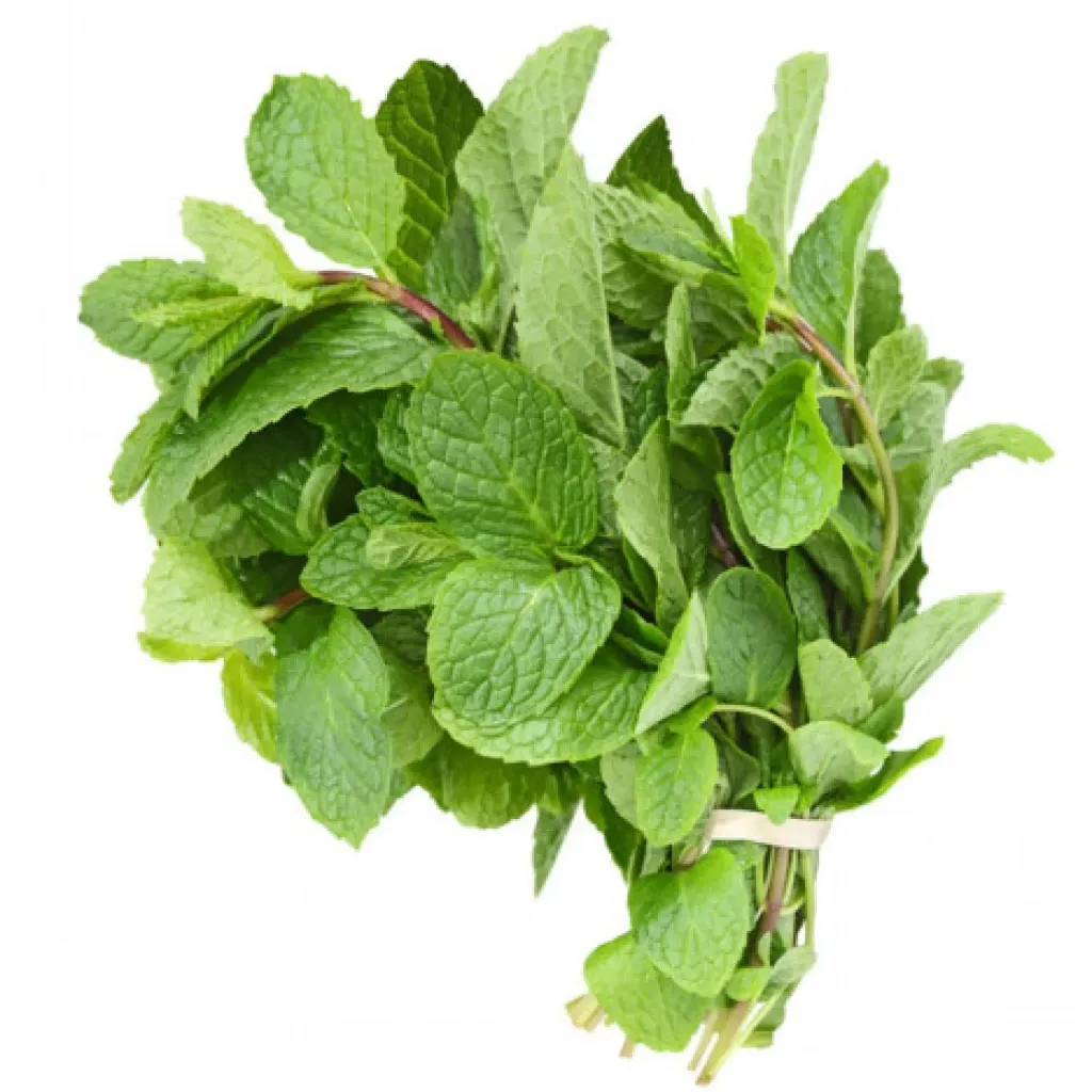 [FRISCHE Mint 1 Bund (aus Indien)] FRISCHE Mint 1 Bund (aus Indien)