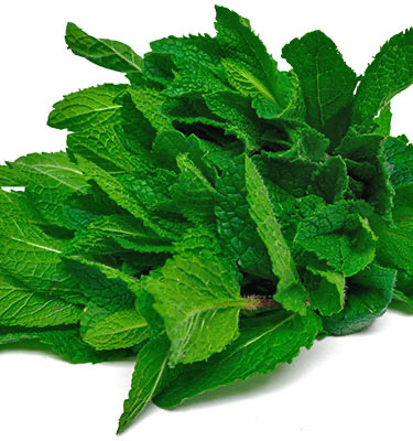 Frische Mint 1 Bund (aus Indien)