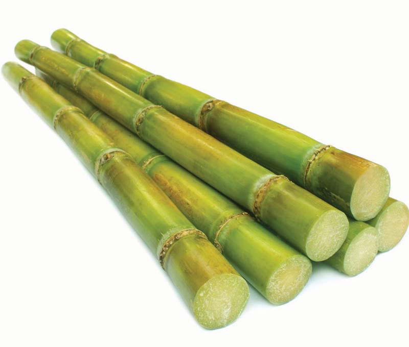 Frische Sugercane 1 kg (aus Uganda)
