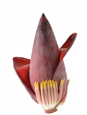 Frische Banana Flower 1 kg (aus Indien)