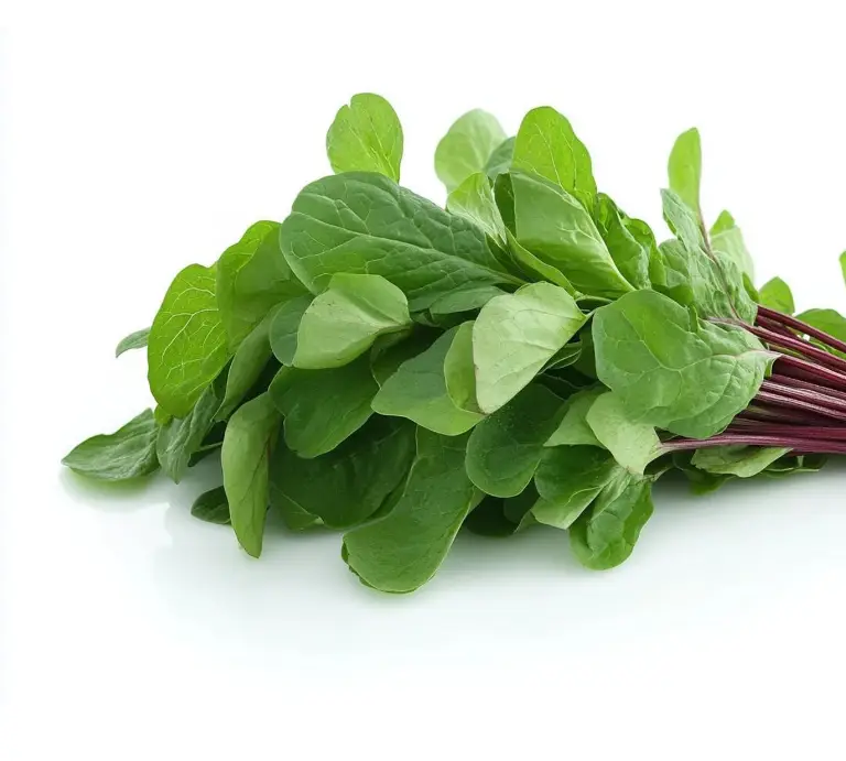 Frische Gongura Leaves 1 Bund (aus Indien)