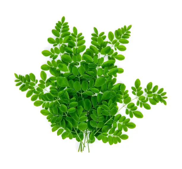 [FRISCHE Moringa Leaves 1 Bund (aus Indien)] FRISCHE Moringa Leaves 1 Bund (aus Indien)