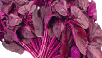 Frische Red Saag 1 Bund (aus Indien)