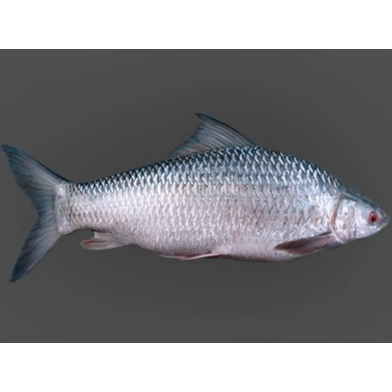 [MRIGAL 3 kg+] MRIGAL 3 kg+
