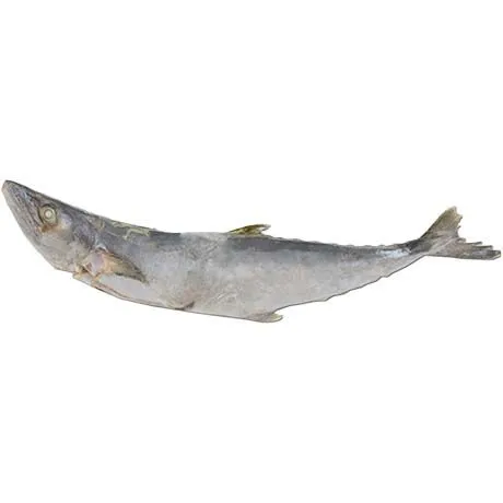 ASIAN CHOICE Kingfish W/R 400/1000 1 kg