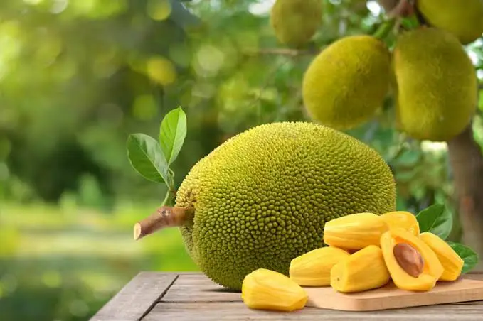 [FRISCHE Jackfruit 1Kg (aus Bangladesh)] FRISCHE Jackfruit 1Kg (aus Bangladesh)