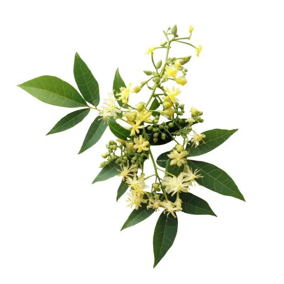 [FRISCHE Neem Flower 1 kg] FRISCHE Neem Flower 1 kg