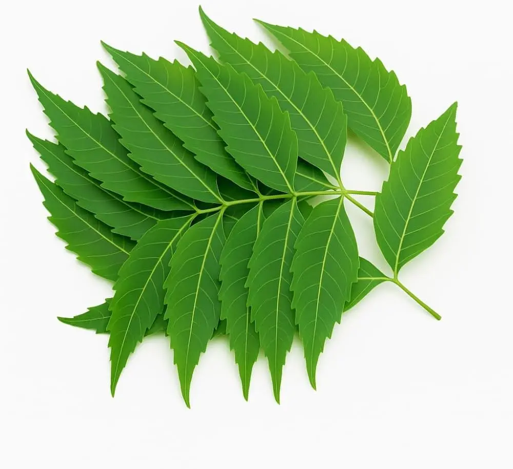 FRISCHE Neem Leaves 1 Bund