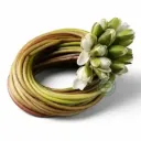 FRISCHE Shapla 1 kg