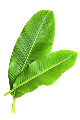 Frische Banana Leaves 1 Stück