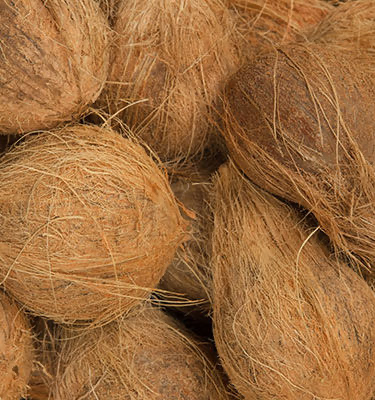 Frische Pooja Coconut 1 stück (aus Indien)