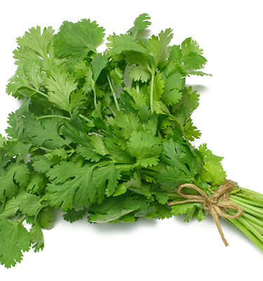 FRISCHE Koriander 1 Bund (aus Indien)