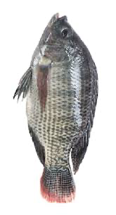 AB Tilapia 1 kg